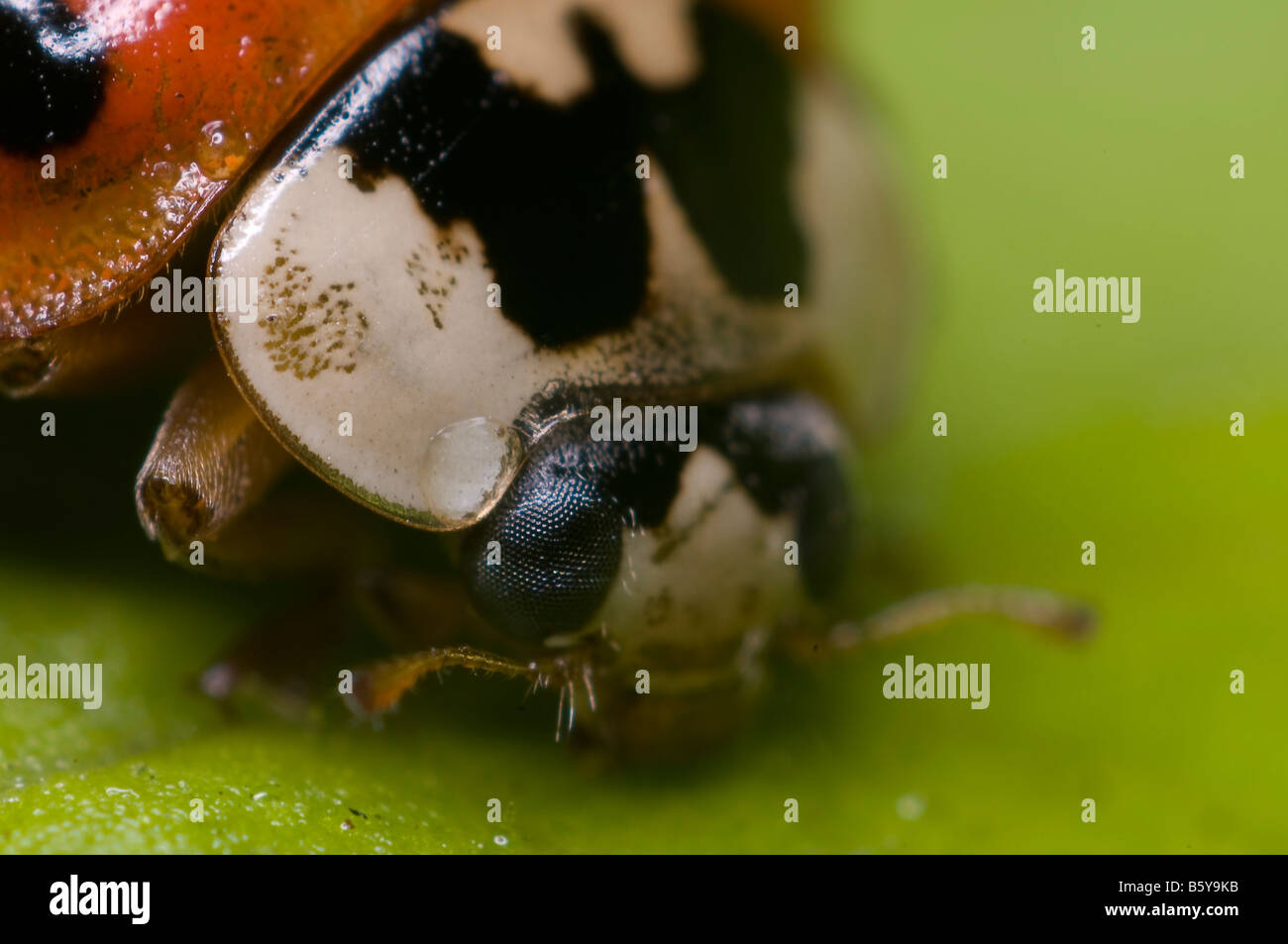 Asiatische Marienkäfer Stockfoto