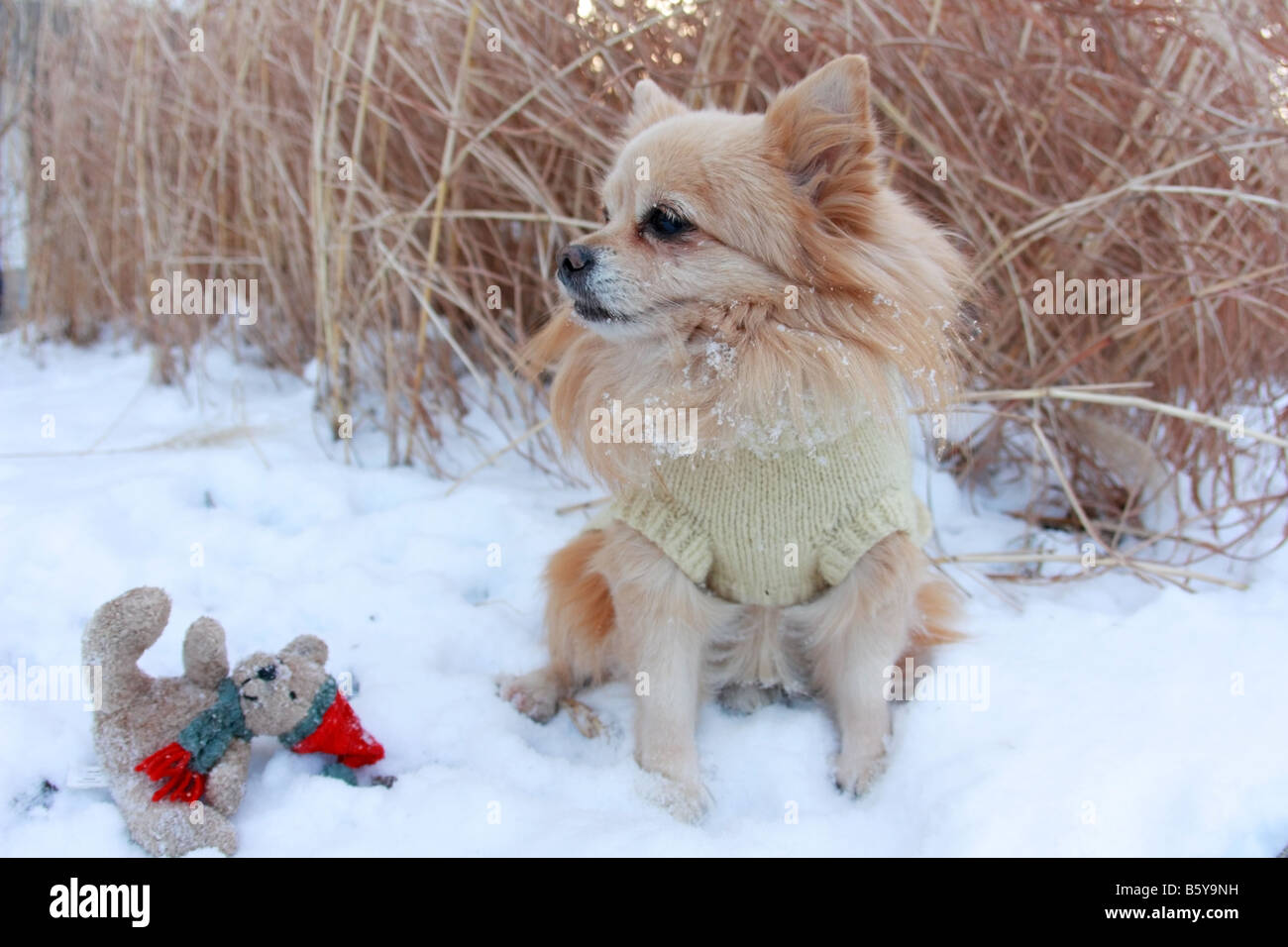 Pommerschen Hund spielen im Schnee mit Weihnachten Teddybär Spielzeug im Hintergrund Stockfoto