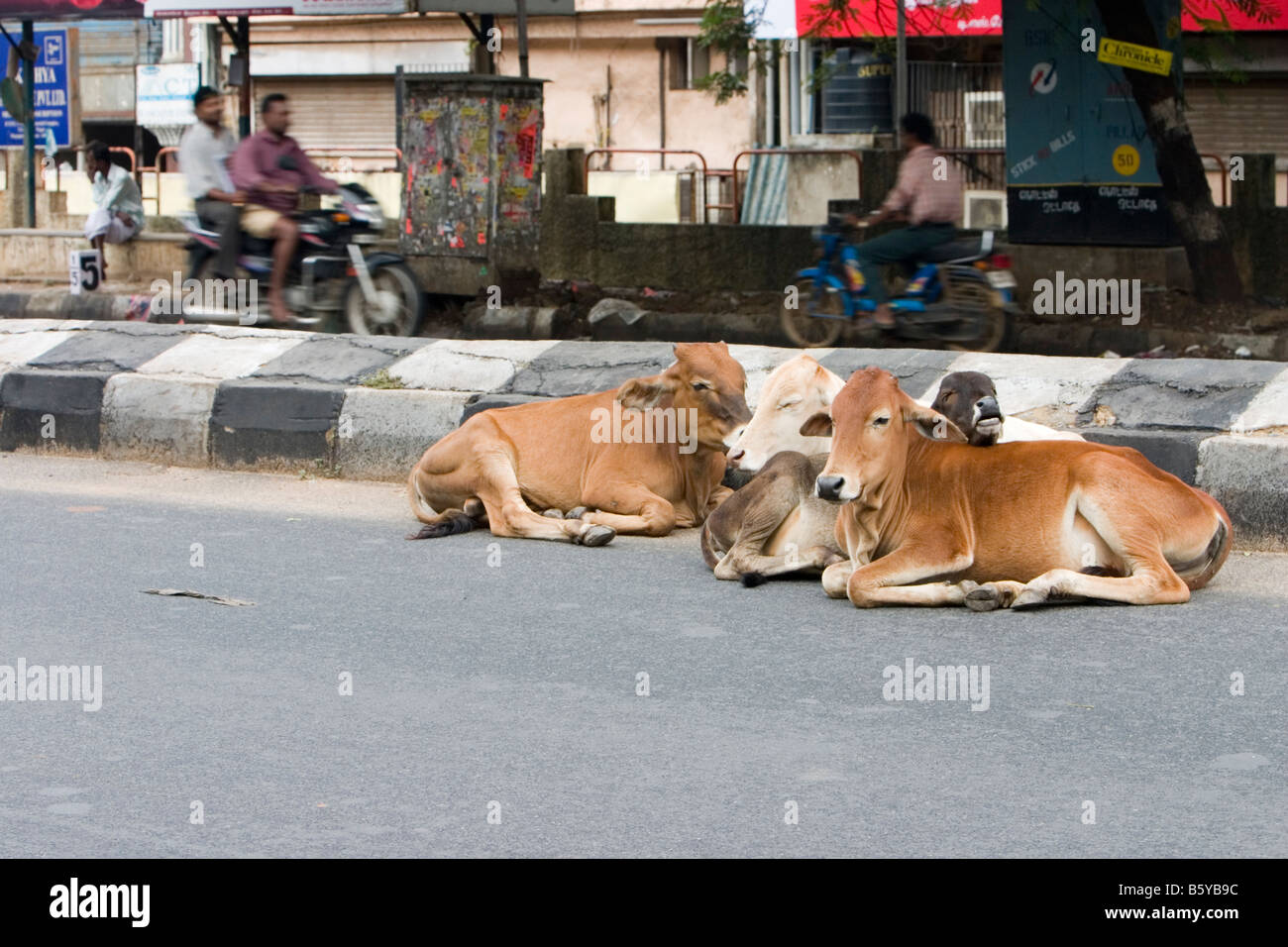 Rinder auf der Straße in Chennai, Tamil Nadu, Indien. Stockfoto