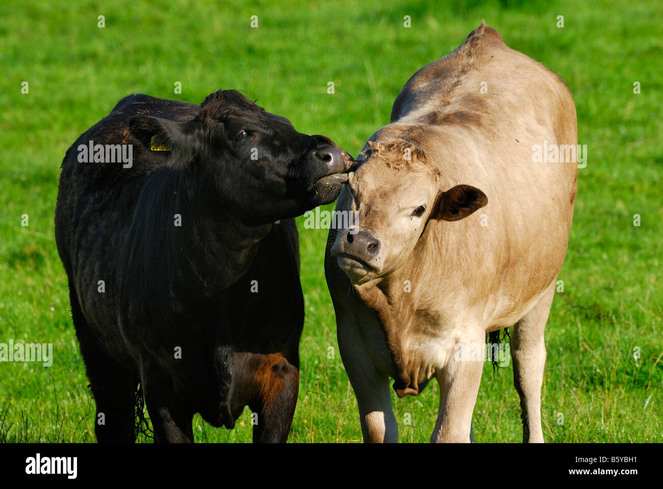 Zwei Rindfleisch grasende Kühe auf einem Feld, kaut man das andere Ohr Stockfoto