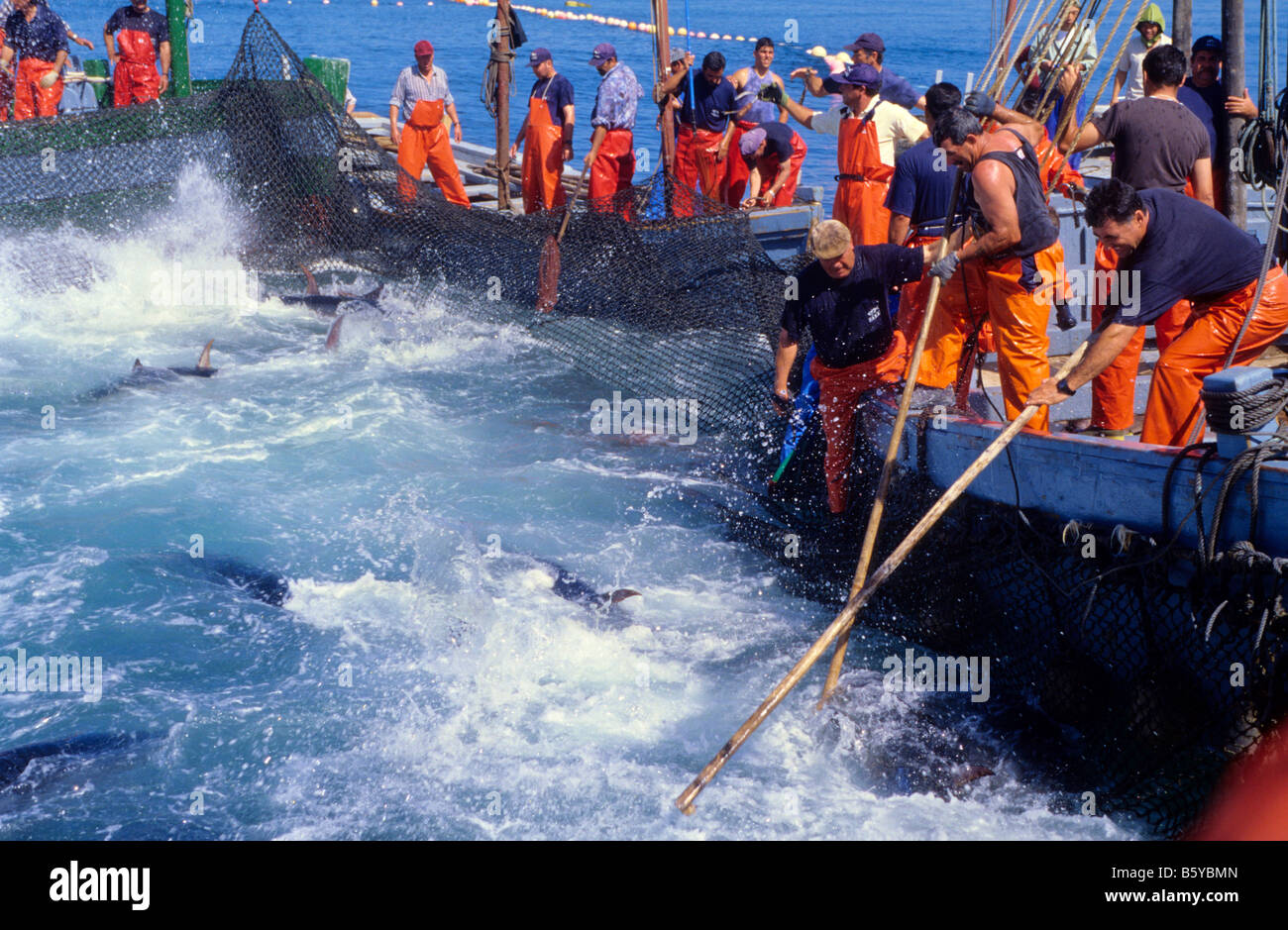 Thunfischfang in Barbate Cádiz Provinz Spanien Stockfoto