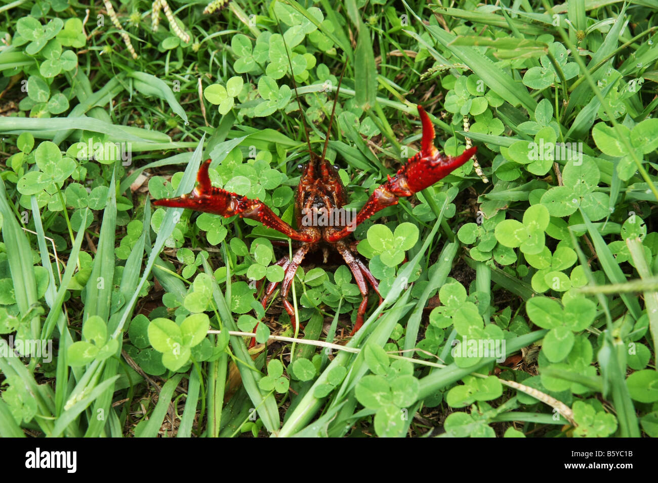 Roten Krebse leben in Twin Lakes (Lagoa Verde) von Sete Cidades, São Miguel, Azoren, Portugal Stockfoto