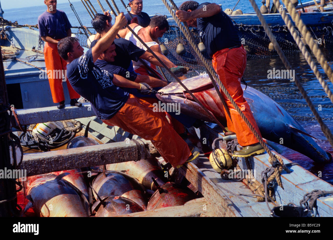 Thunfischfang in Barbate Cádiz Provinz Spanien Stockfoto