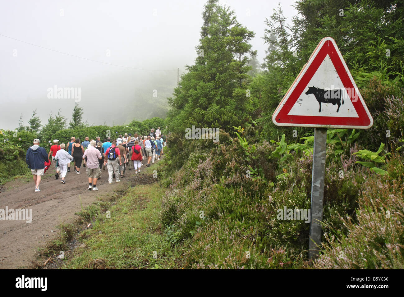Warnzeichen für Kühe Touristen zu Fuß auf der schmalen Straße auf dem Kraterrand von Visto Rei gehen West, São Miguel, Azoren Stockfoto