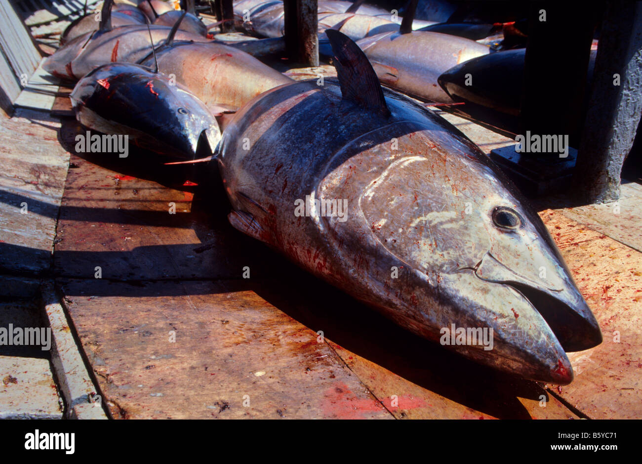 Thunfisch Barbate Cádiz Provinz Spanien Stockfoto