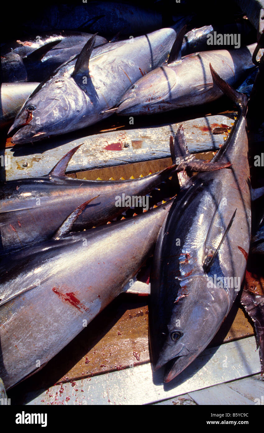 Thunfisch auf Boot Barbate Cádiz Provinz Spanien Stockfoto