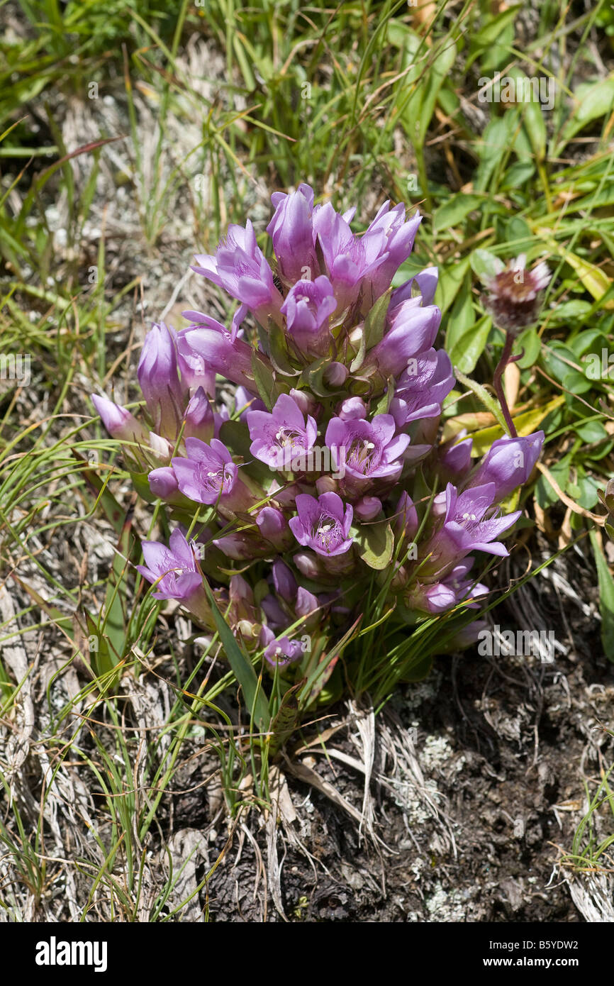 Enzian (Gentianella Nana?) Stockfoto