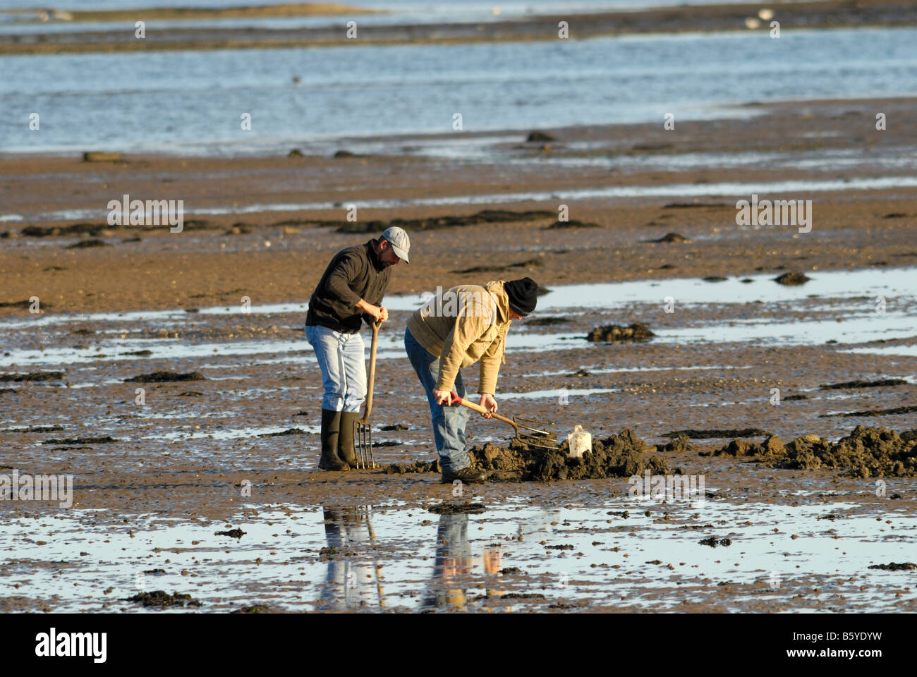 Fischer auf der Suche nach Köder, Tay-Mündung, Tayport, Fife, Schottland Stockfoto