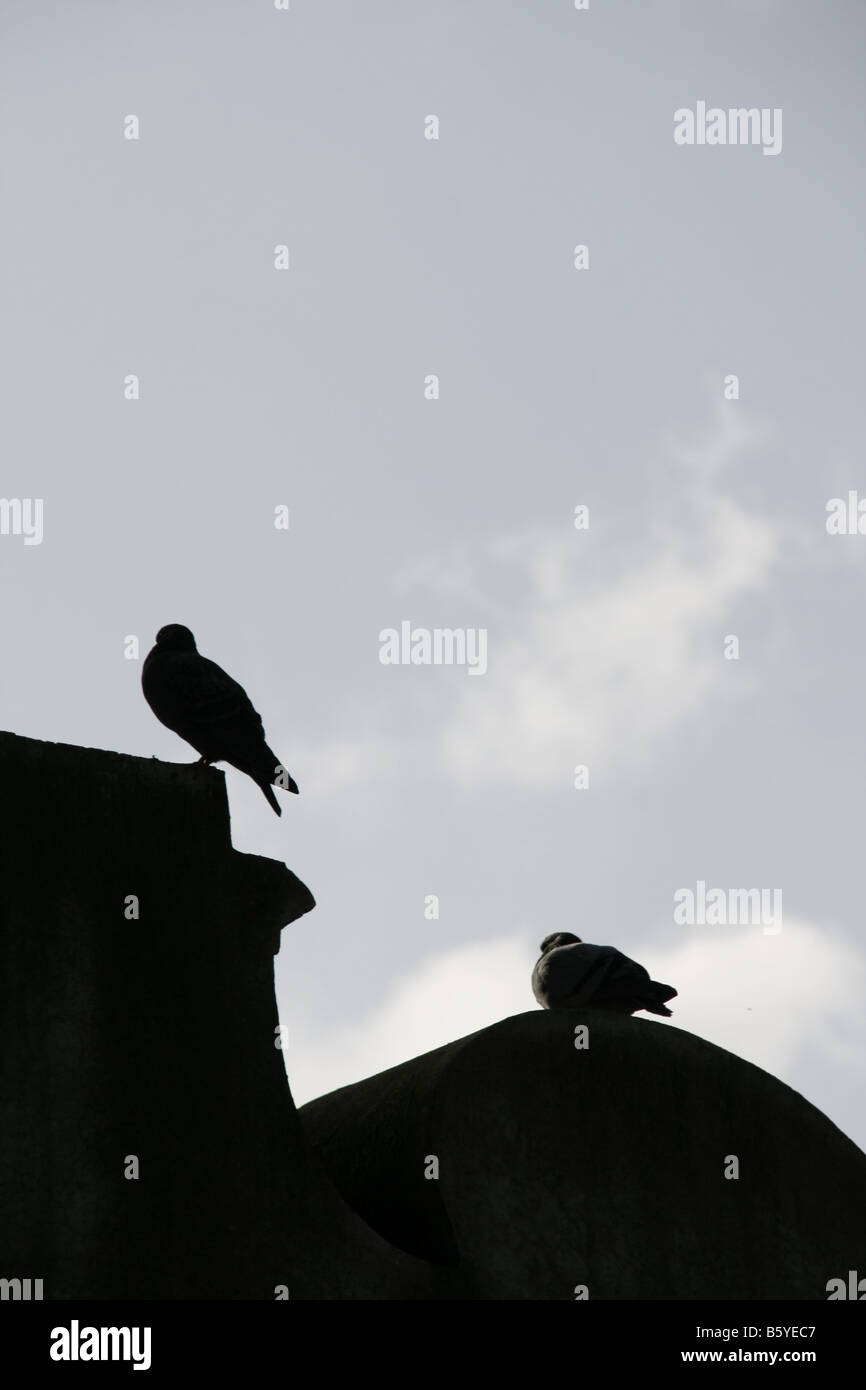 zwei Tauben auf dem Dach in der Stadt Stadt mit dunklen Himmel Aufbau Stockfoto