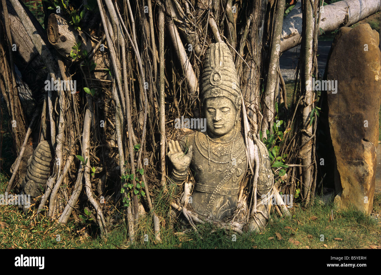 Hindu-Gottheit, Shiva, c13-14. Statue und Banyan-Baum von Nakhon Si Thammarat, Süd-Thailand. Jetzt bei Ancient City, Bangkok Stockfoto