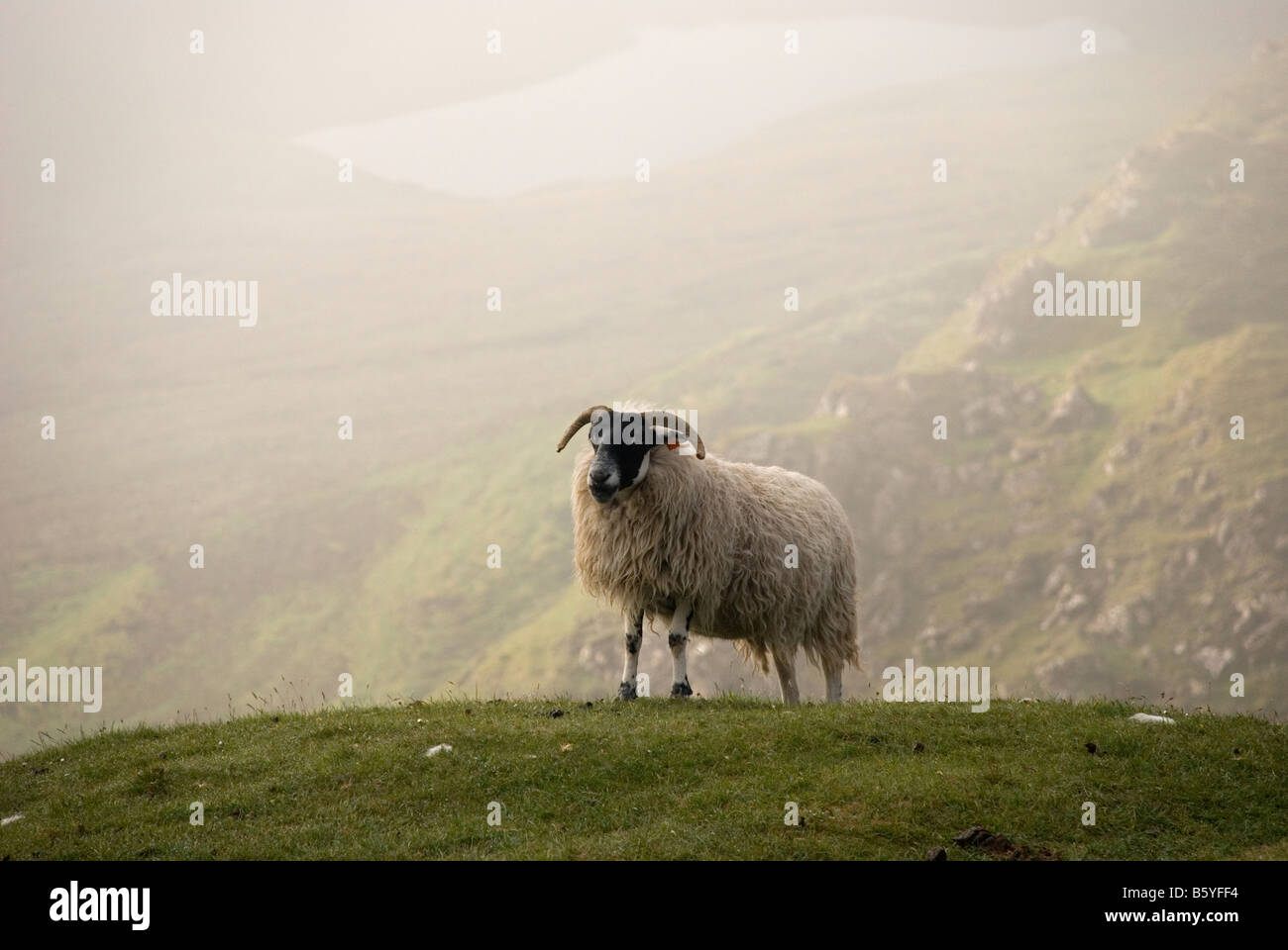 Schwarz konfrontiert Ewe auf der Isle Of Skye Staffin Quirang Stockfoto