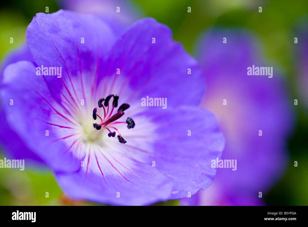 Geranium Rozanne Gerwat Blume Nahaufnahme Stockfoto