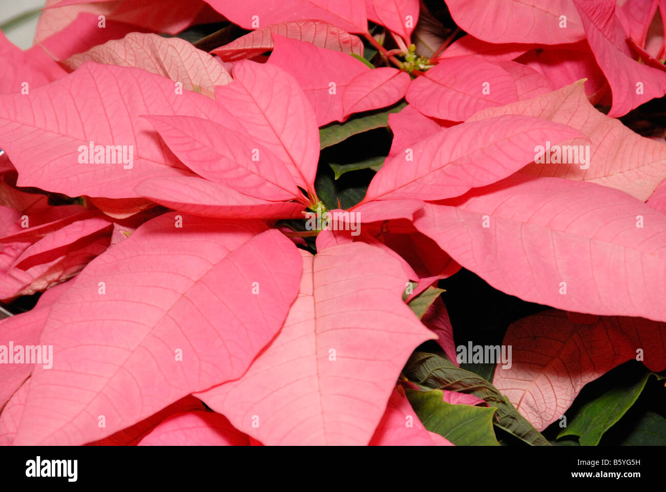 Dauerhafte rosa Weihnachtsstern Stockfoto