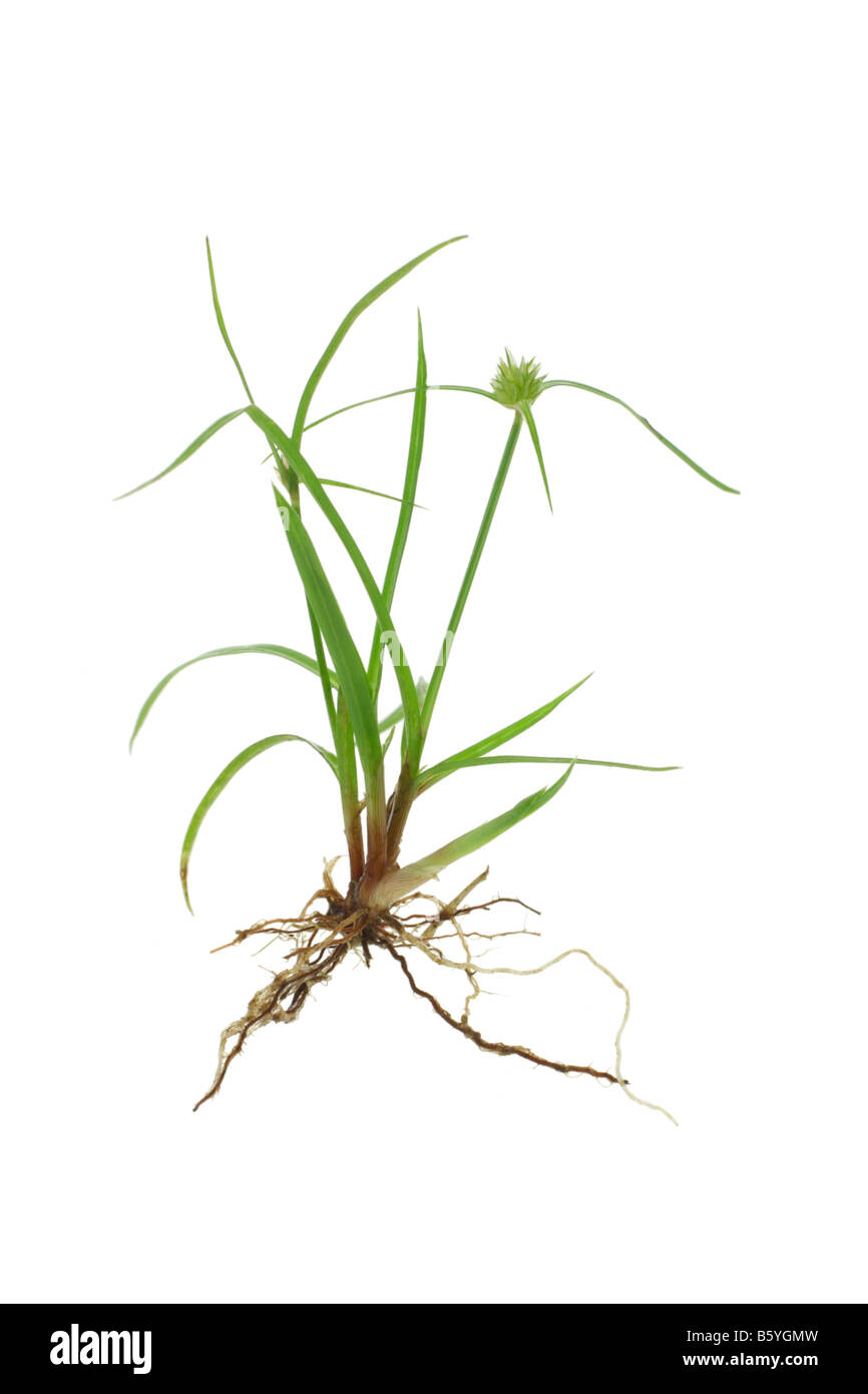 Grüner Rasen mit Wurzeln isoliert auf weißem Hintergrund Stockfoto