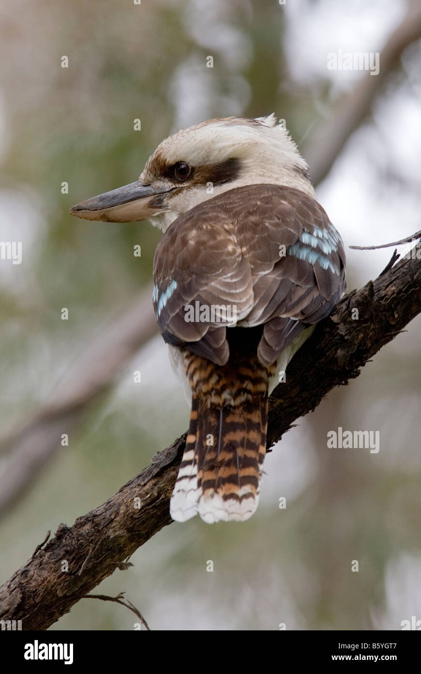 Laughing Kookaburra, Dacelo Novaeguineae, South Australia Stockfoto