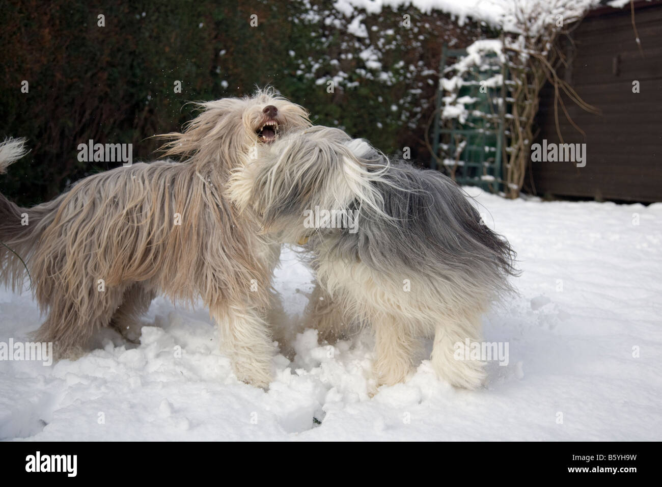 zwei bearded Collie Hunde kämpfen im Schnee in Louth, Lincs, England Stockfoto