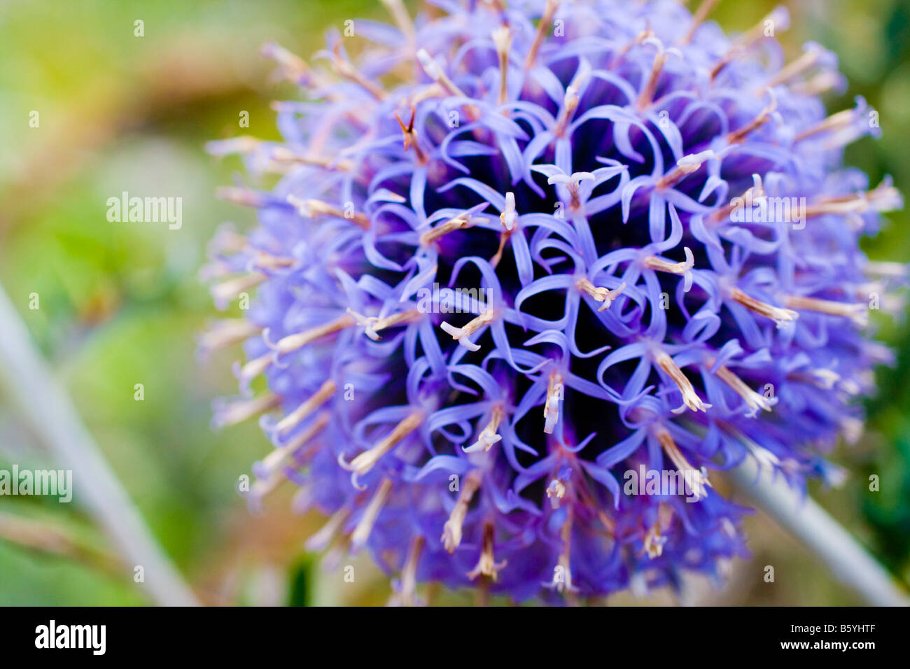 Echinops Ritro Veitch blaue Blume Nahaufnahme Stockfoto