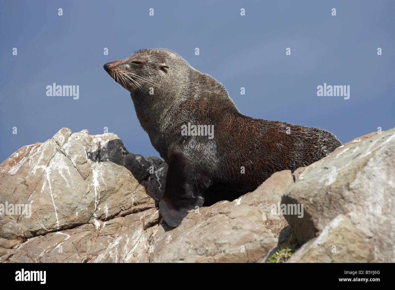 New Zealand Seebär Kaikoura Küste Südinsel Neuseeland Arctocephalus forsteri Stockfoto