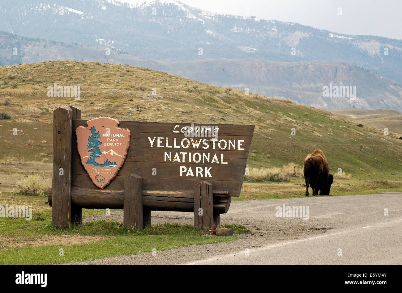 Eine Ausfahrt mit scheinbar verlassen Bison, nahe dem nördlichen Eingang zum Yellowstone National Park Stockfoto