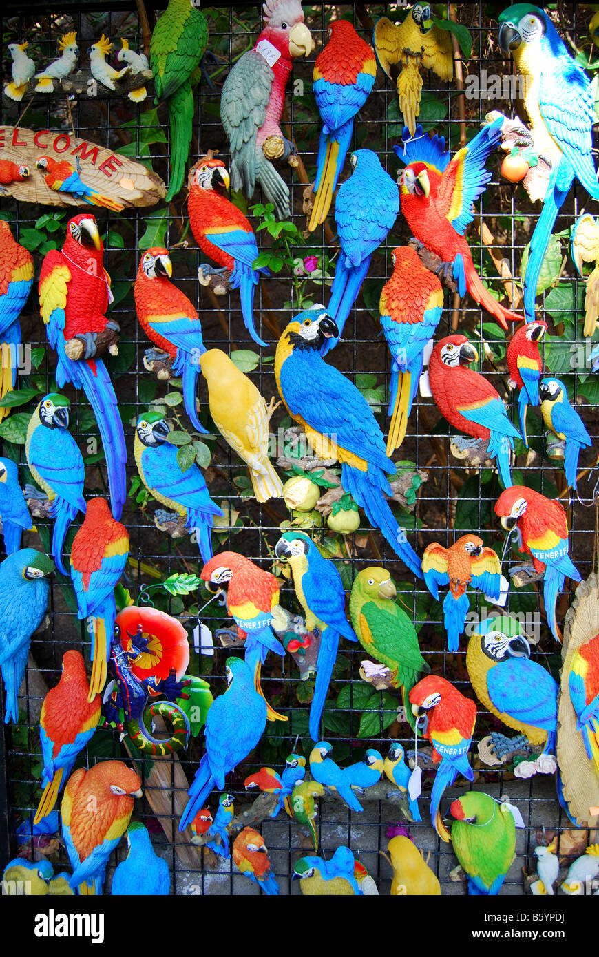 Papagei Magnete, Masca, die Teno, Teneriffa, Kanarische Inseln, Spanien Stockfoto