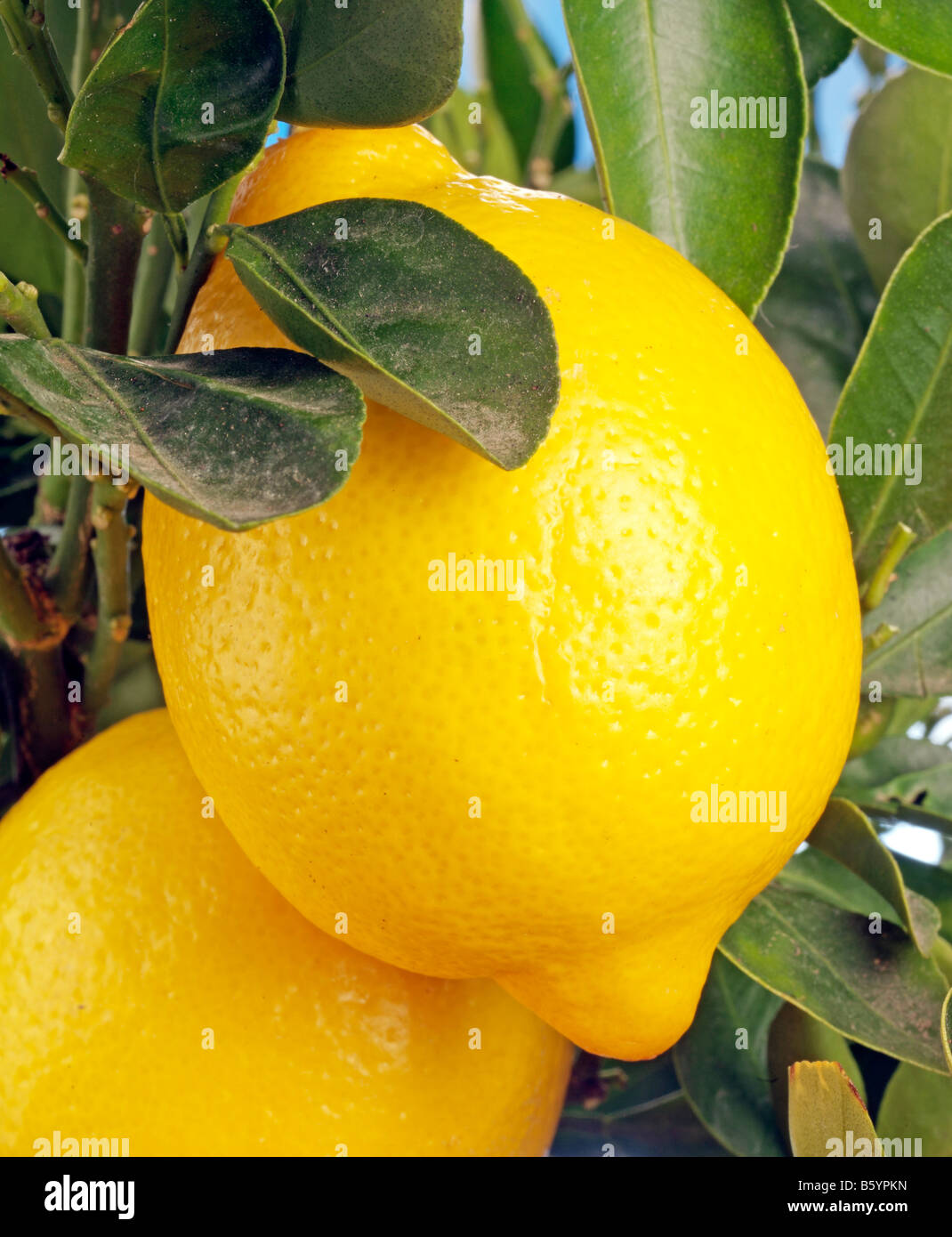 ZITRONEN WACHSEN AUF BAUM Stockfoto