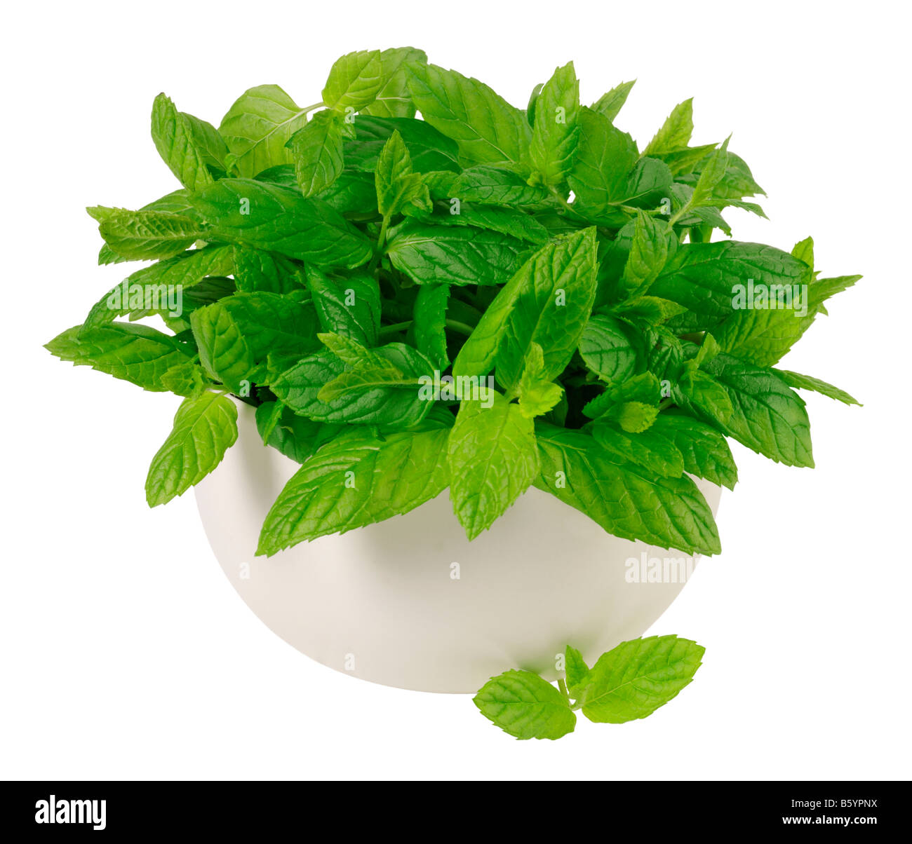 WACHSENDE MINZE PFLANZE, AUSSCHNEIDEN Stockfoto