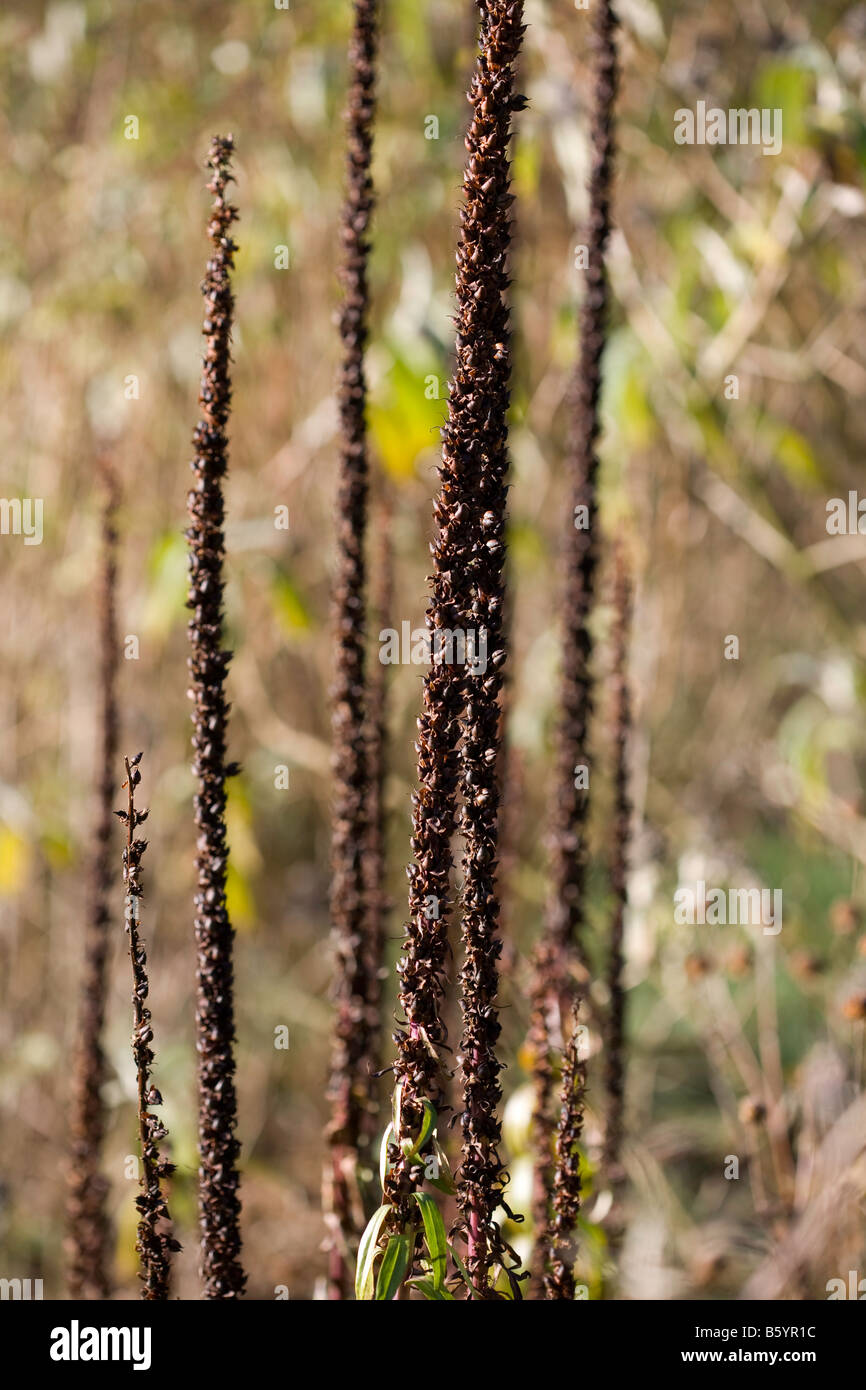 Samenkorn-Köpfe in einem Wintergarten Stockfoto