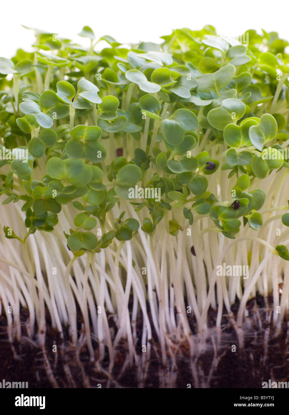 Kresse wächst Stockfoto