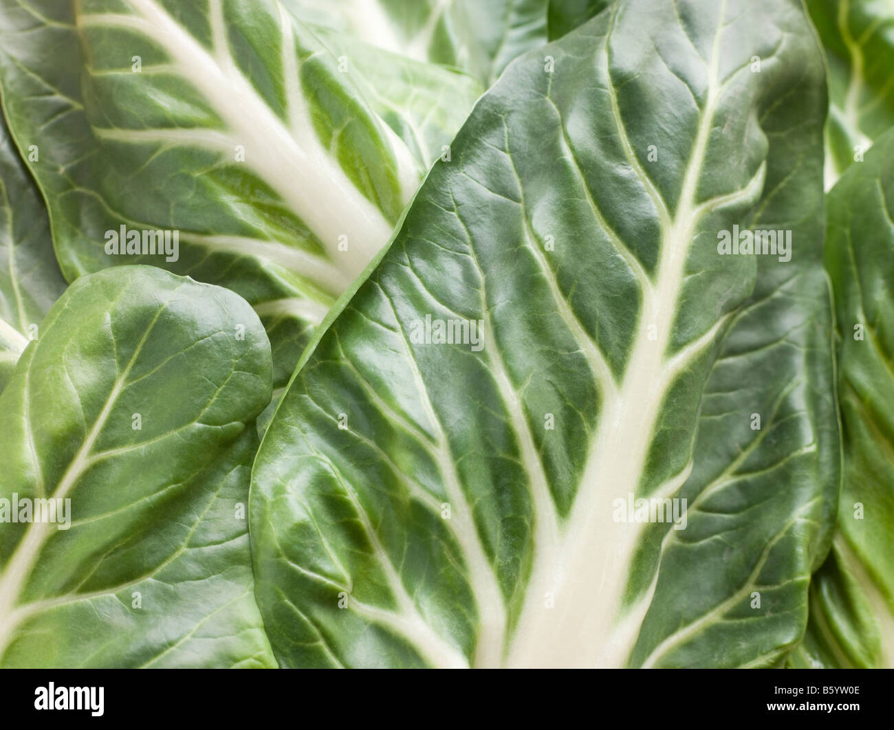 Pak Choi, Chinakohl, Chinakohl Stockfoto