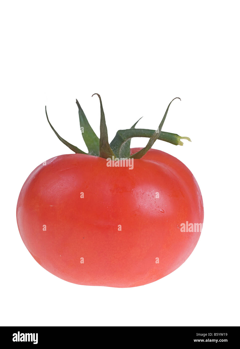 eine frische saftige Tomaten, isoliert auf weiss Stockfoto