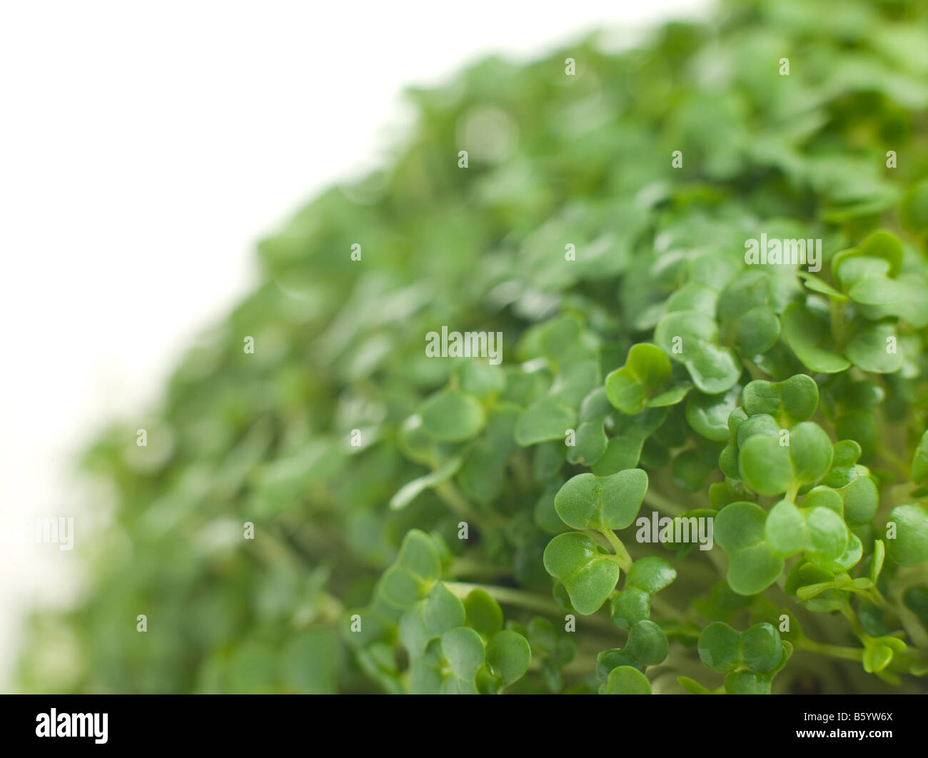 Kresse wächst Stockfoto