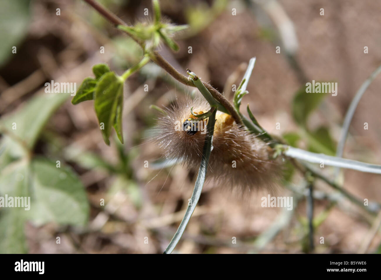 Gelbe Woolly Bär Raupe (Spilosoma Virginica) Stockfoto