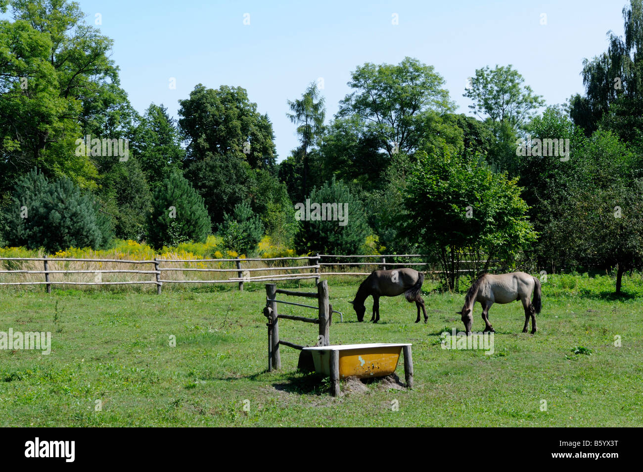 Polnische primitiven Pferde (Koniks), Zwierzyniec, Roztocze Region, Woiwodschaft Lublin, Polen Stockfoto
