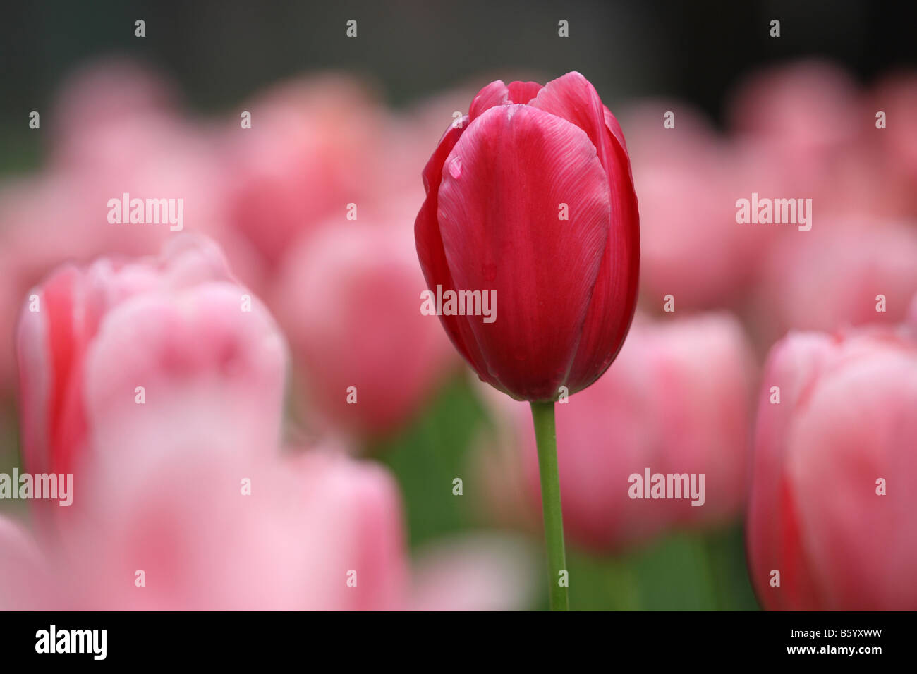 schöne rote Tulpe Nahaufnahme Stockfoto