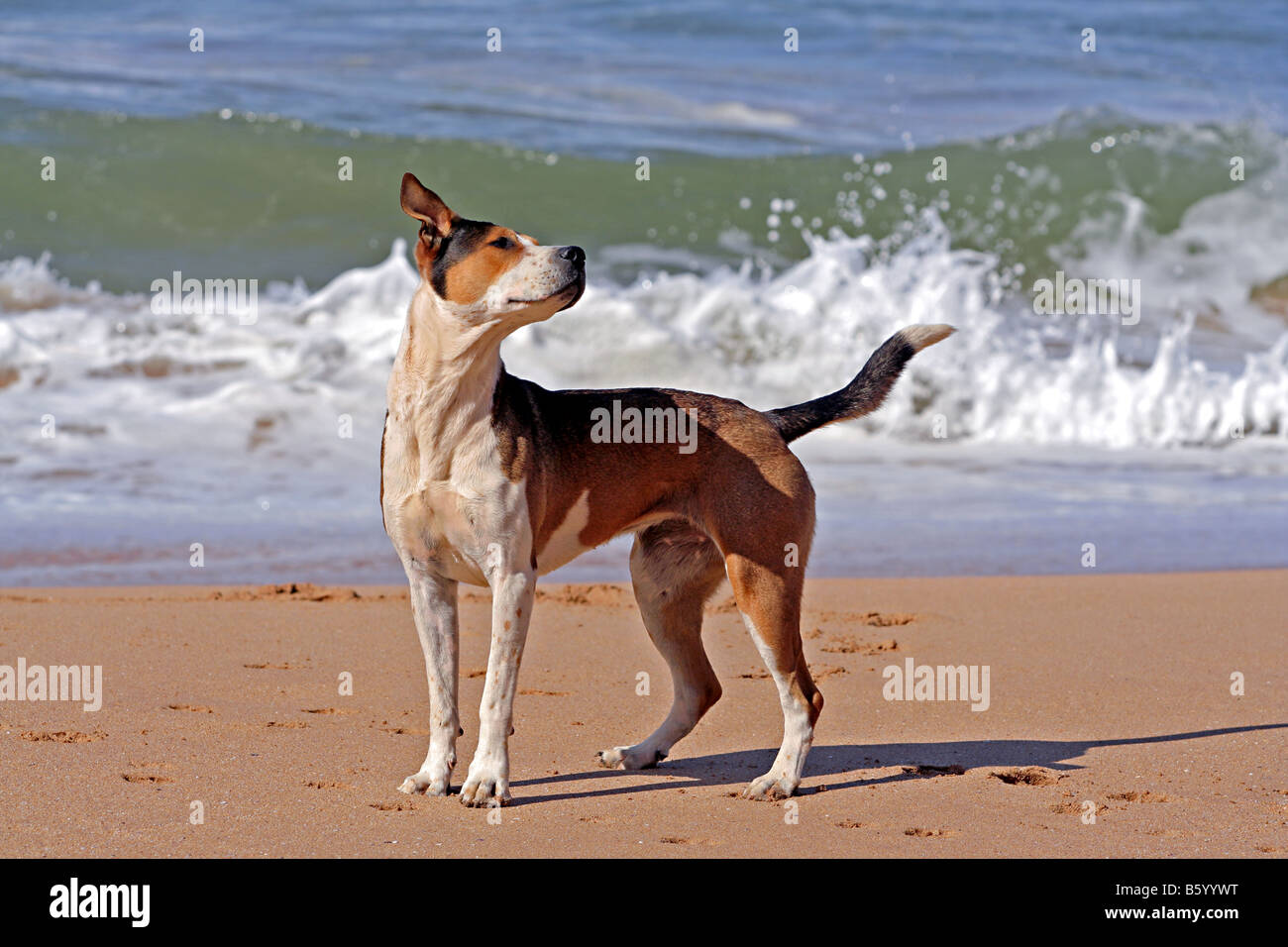 Ein junger Hund den Strand surfen am Praia de Beliche Algarve Portugal Europa Stockfoto