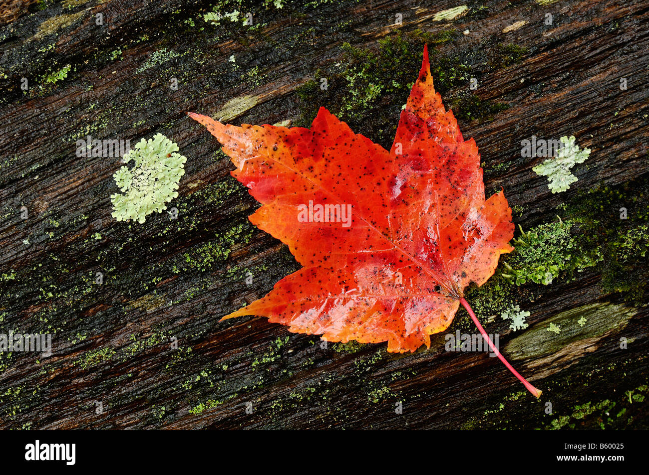 Nahaufnahme von roten Ahornblatt auf Flechten bedeckt Fäulnis Log in Tennessee Fall Creek Falls State Park Stockfoto