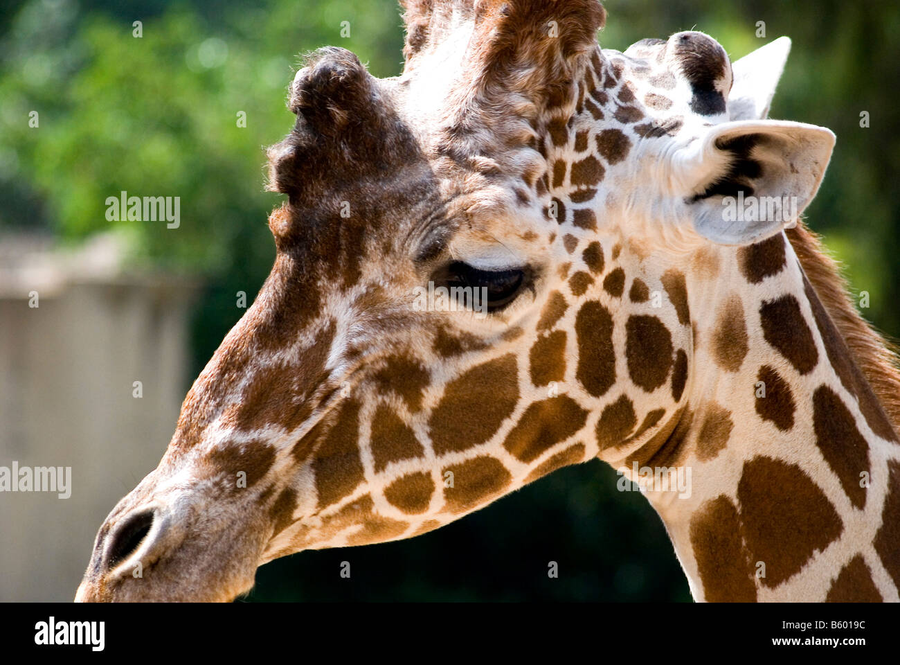 Kopf und Hals einer Giraffe Stockfoto