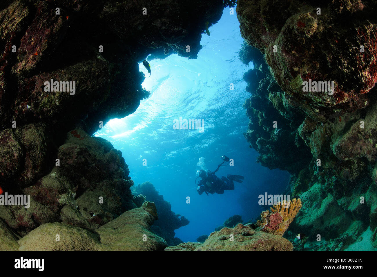 Taucher in einer Höhle, Rotes Meer Stockfoto