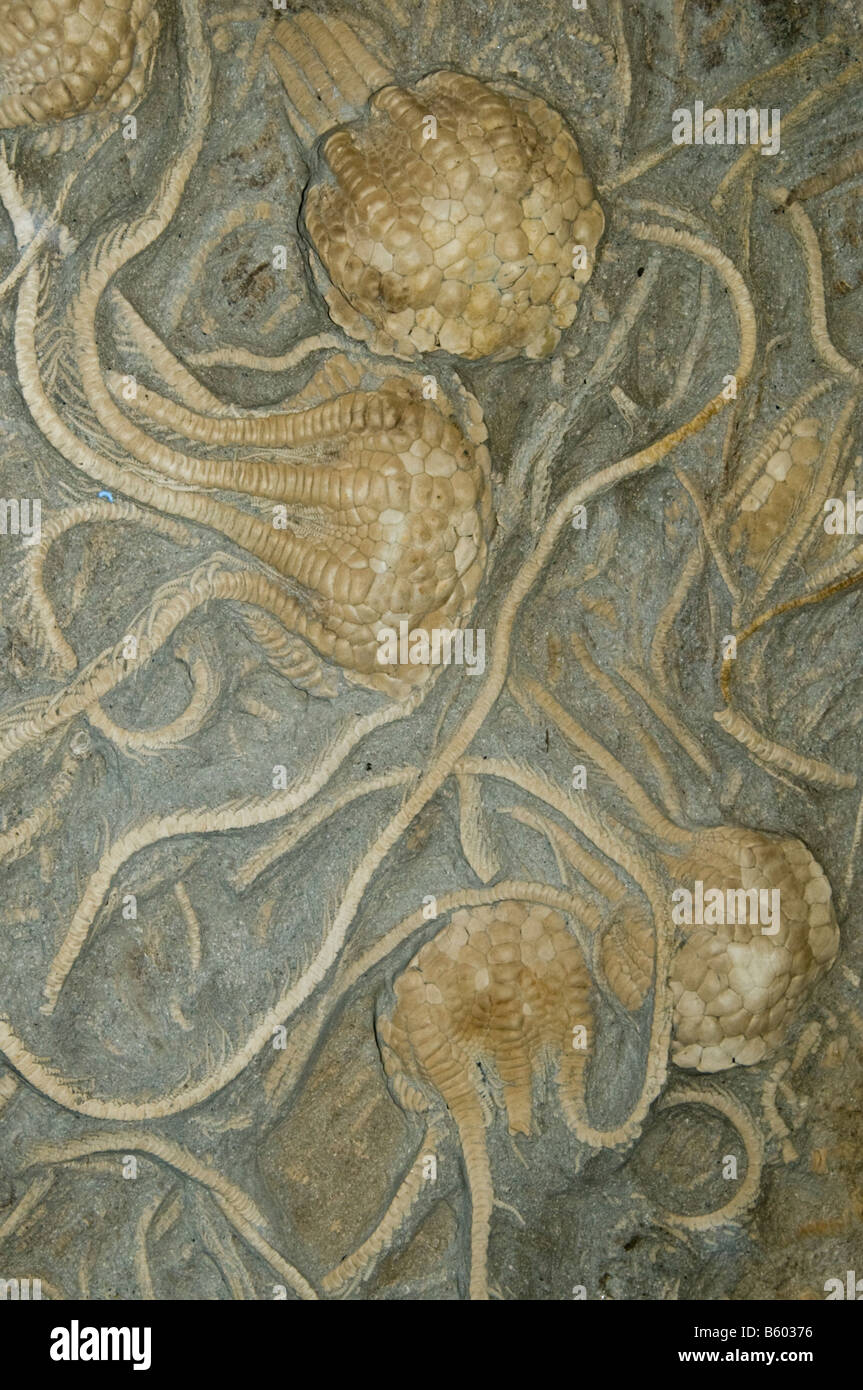 Peitschenkorallen Fossilien (Uintacrinus Socialis) Kreidezeit Kansas USA Stockfoto