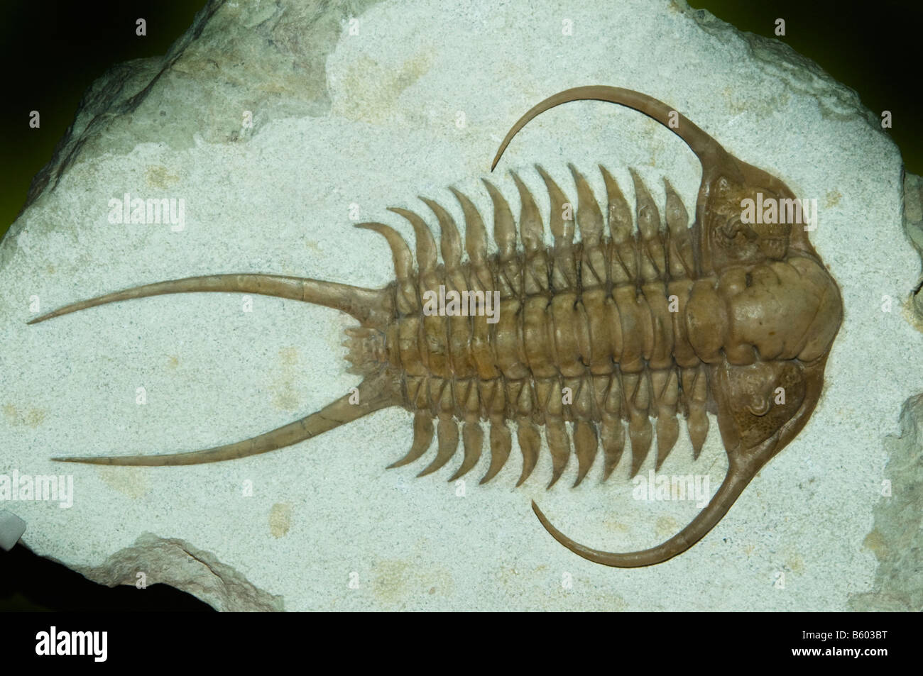 Fossilen Trilobiten (Cheirurus Ingricus) Ordovizium, Paläozoikum, Russland Stockfoto