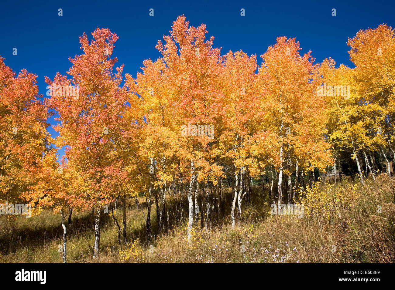 Herbst Farbe in den Grand Teton Nationalpark s Stockfoto