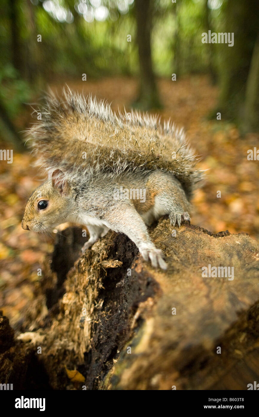 graue Eichhörnchen Sciurus Carolinensis auf Baumstumpf Stockfoto