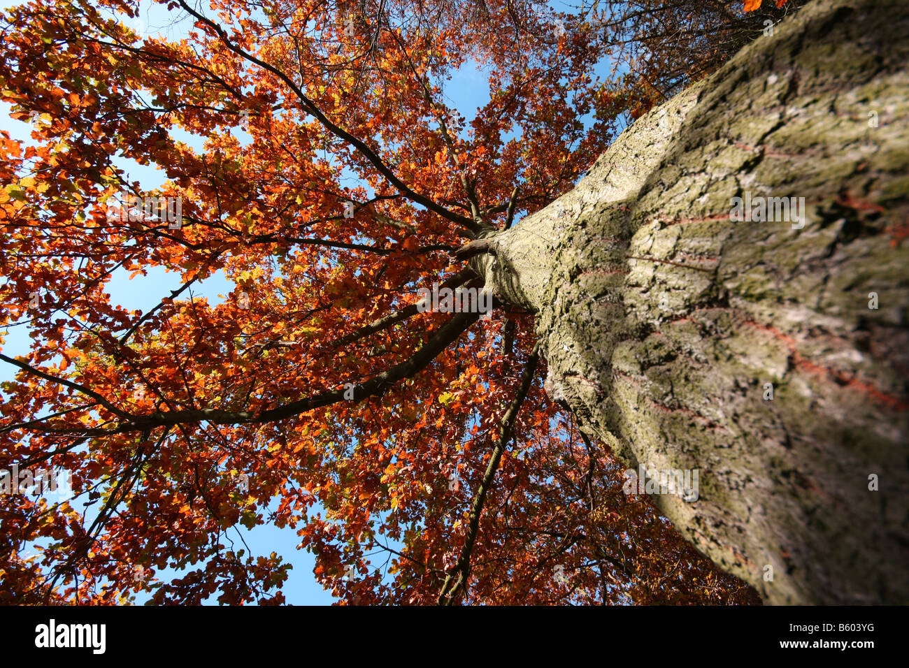 Herbstliche Bäume in Petts Wood, Kent UK Stockfoto