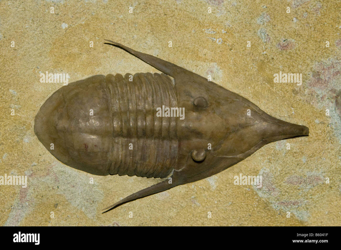 Fossilen Trilobiten (Megistapidella Isvozitea) Ordovizium, Russland Stockfoto