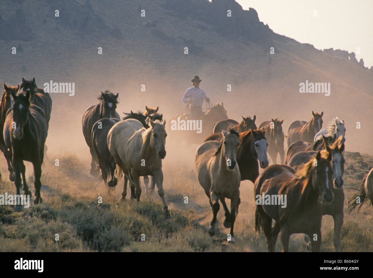 Eine amerikanische Cowboy bringt in seiner Herde oder Remuda Ranch Pferde bei einem Viehtrieb auf eine große Rinderfarm Stockfoto