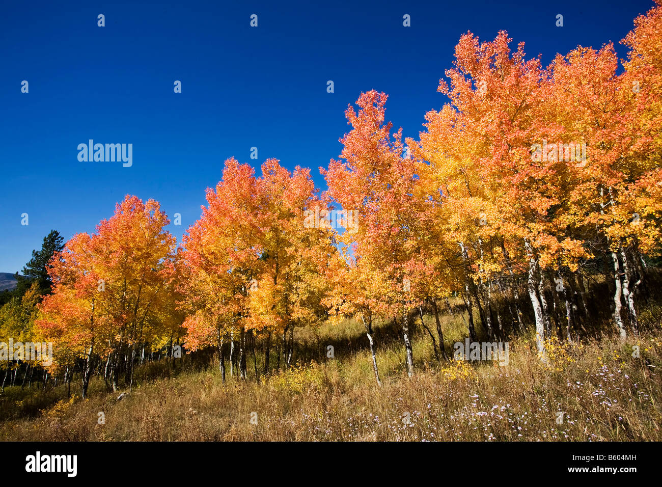 Herbst Farbe in den Grand Teton Nationalpark s Stockfoto