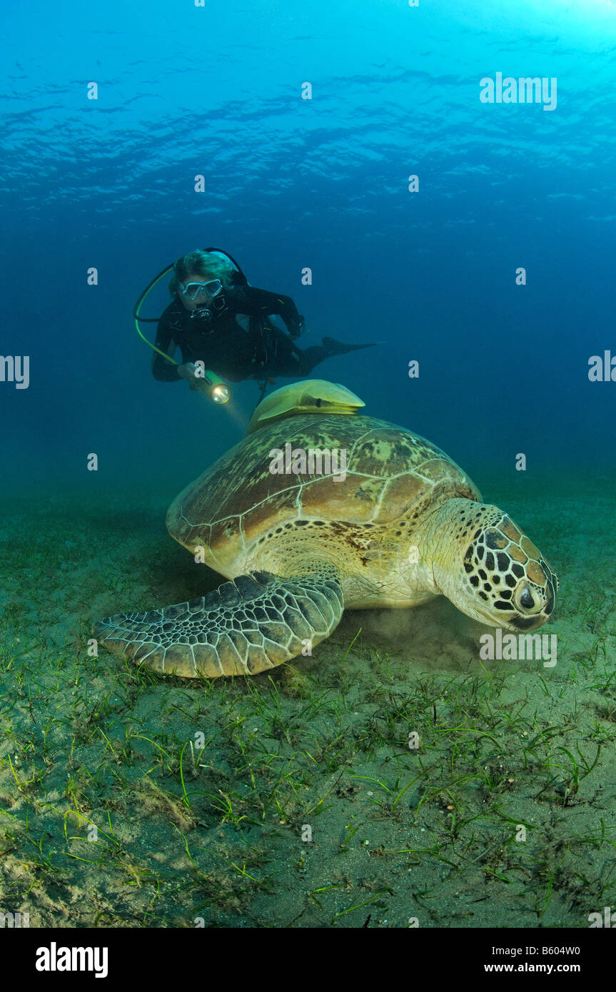 Chelonia Mydas Echeneis Naucrates grüne Meeresschildkröte und Sharksucker, Rotes Meer Stockfoto