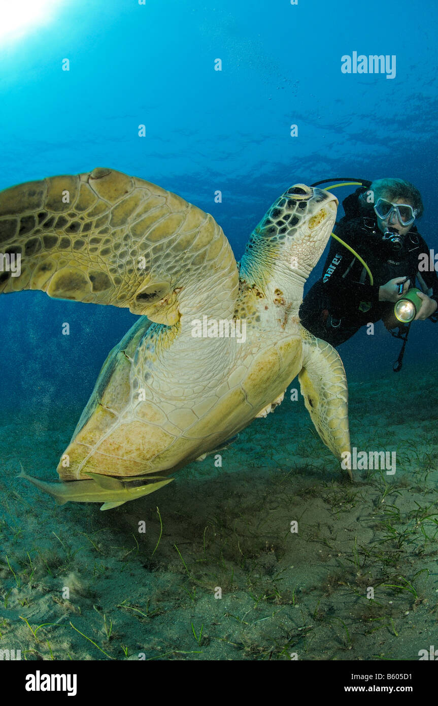 Chelonia Mydas Echeneis Naucrates grüne Meeresschildkröte und Sharksucker, Rotes Meer Stockfoto