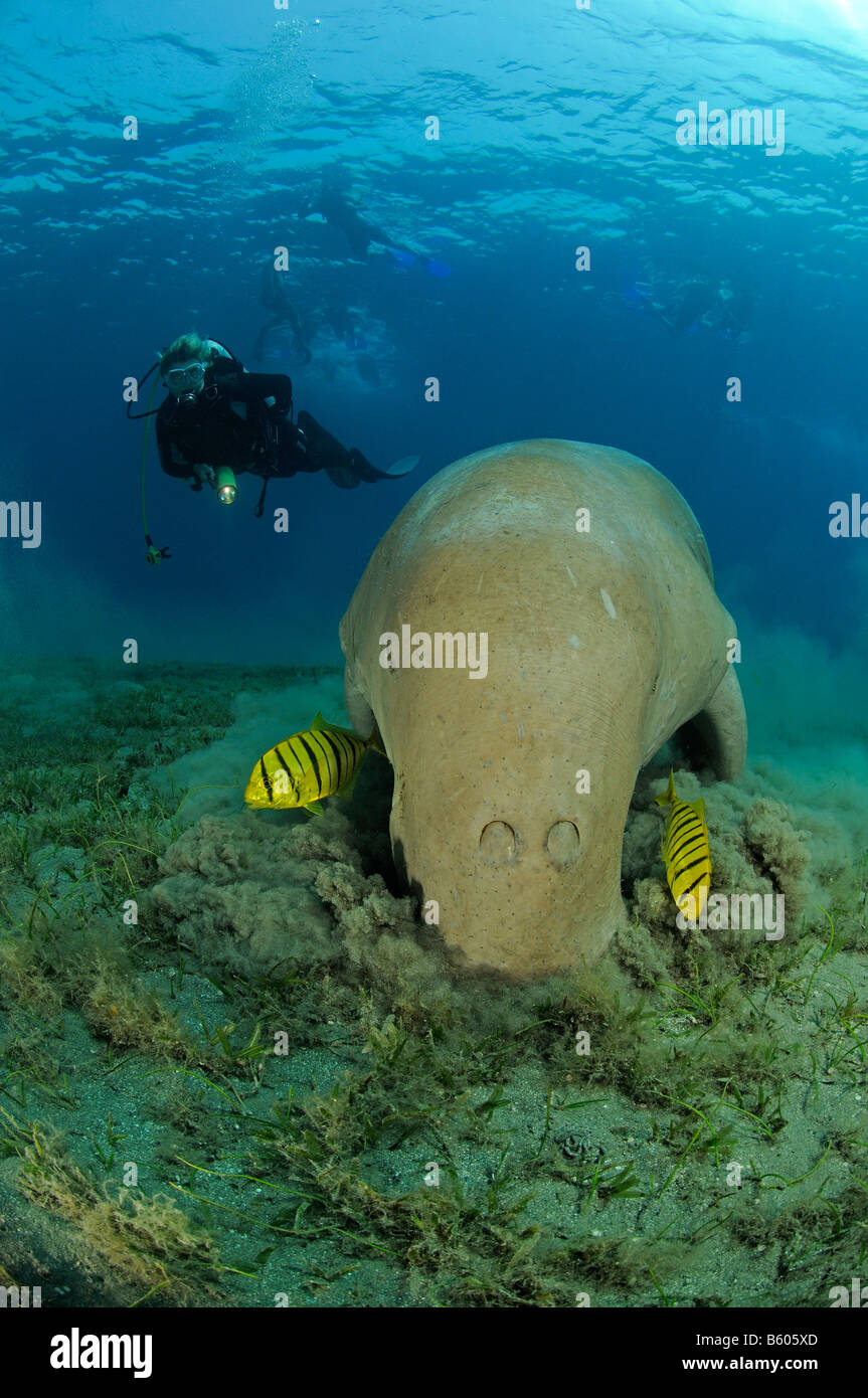 Dugong Dugon, Gnathanodon Speciosus, Dugong mit juveniler Golden