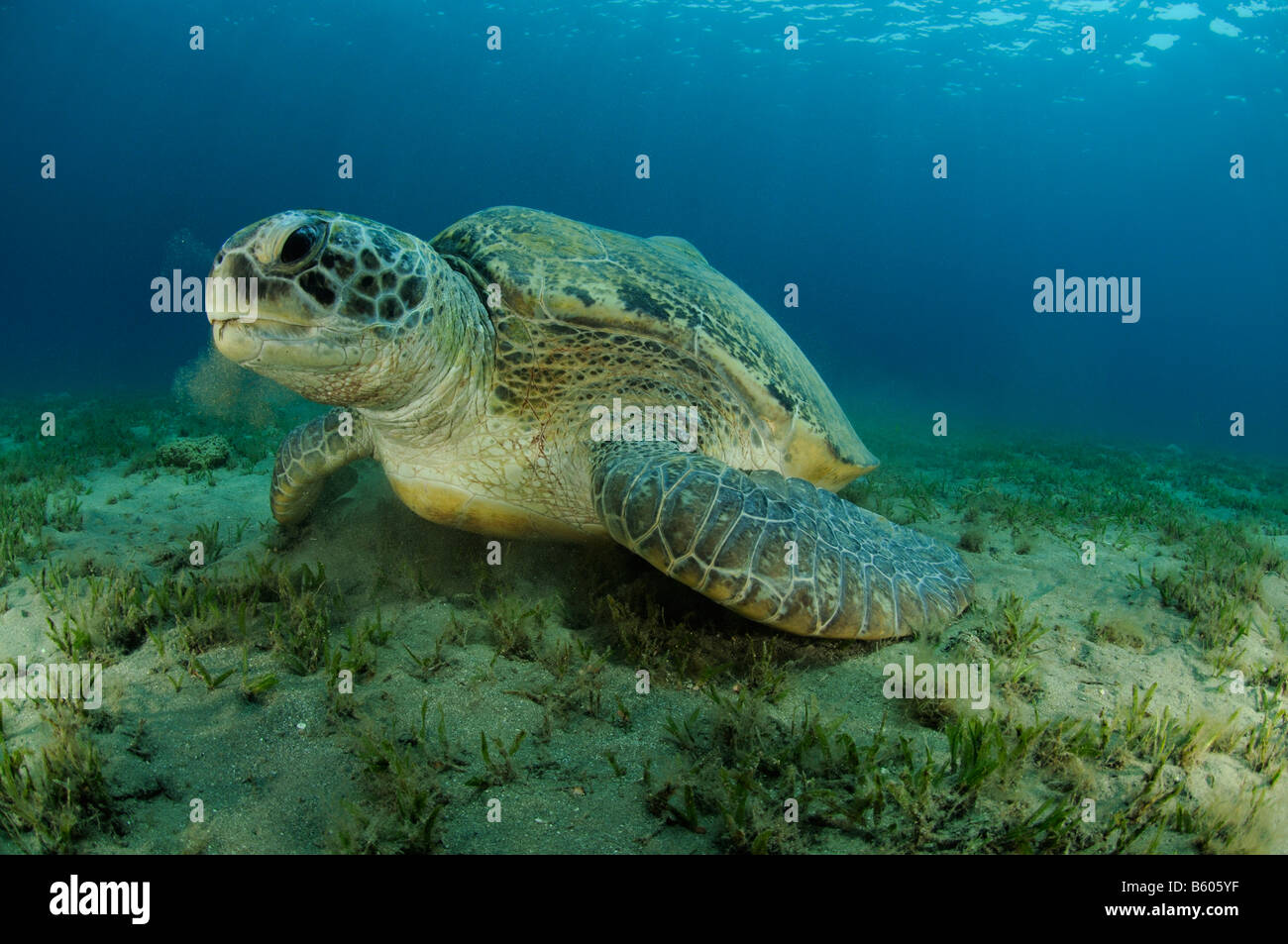 Chelonia Mydas grünen Meeresschildkröte, Rotes Meer Stockfoto